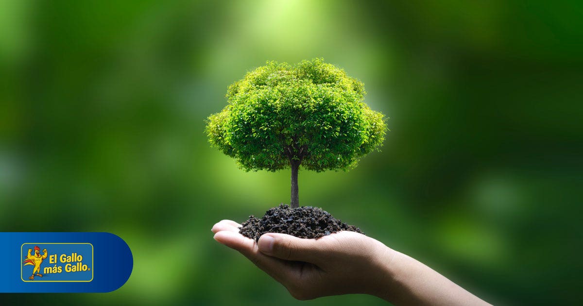 ¿Cómo cuidar el medio ambiente desde casa?